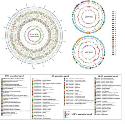 A Clinical Extensively-Drug Resistant (XDR) Escherichia coli and Role of Its β-Lactamase Genes